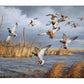Greenhead Alert - Mallards Gallery Wrapped Canvas - Official Ducks Unlimited Art