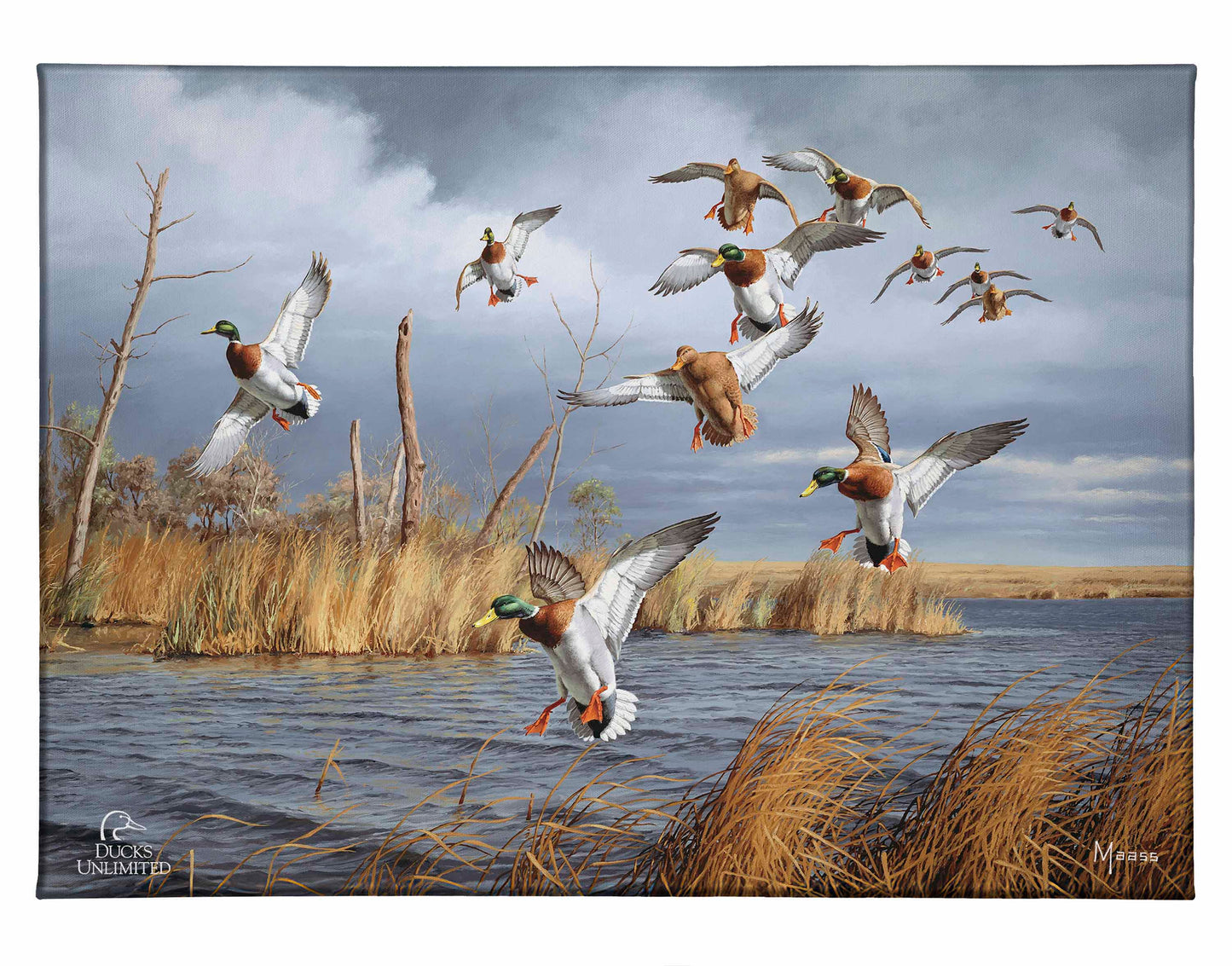 Greenhead Alert - Mallards Gallery Wrapped Canvas - Official Ducks Unlimited Art