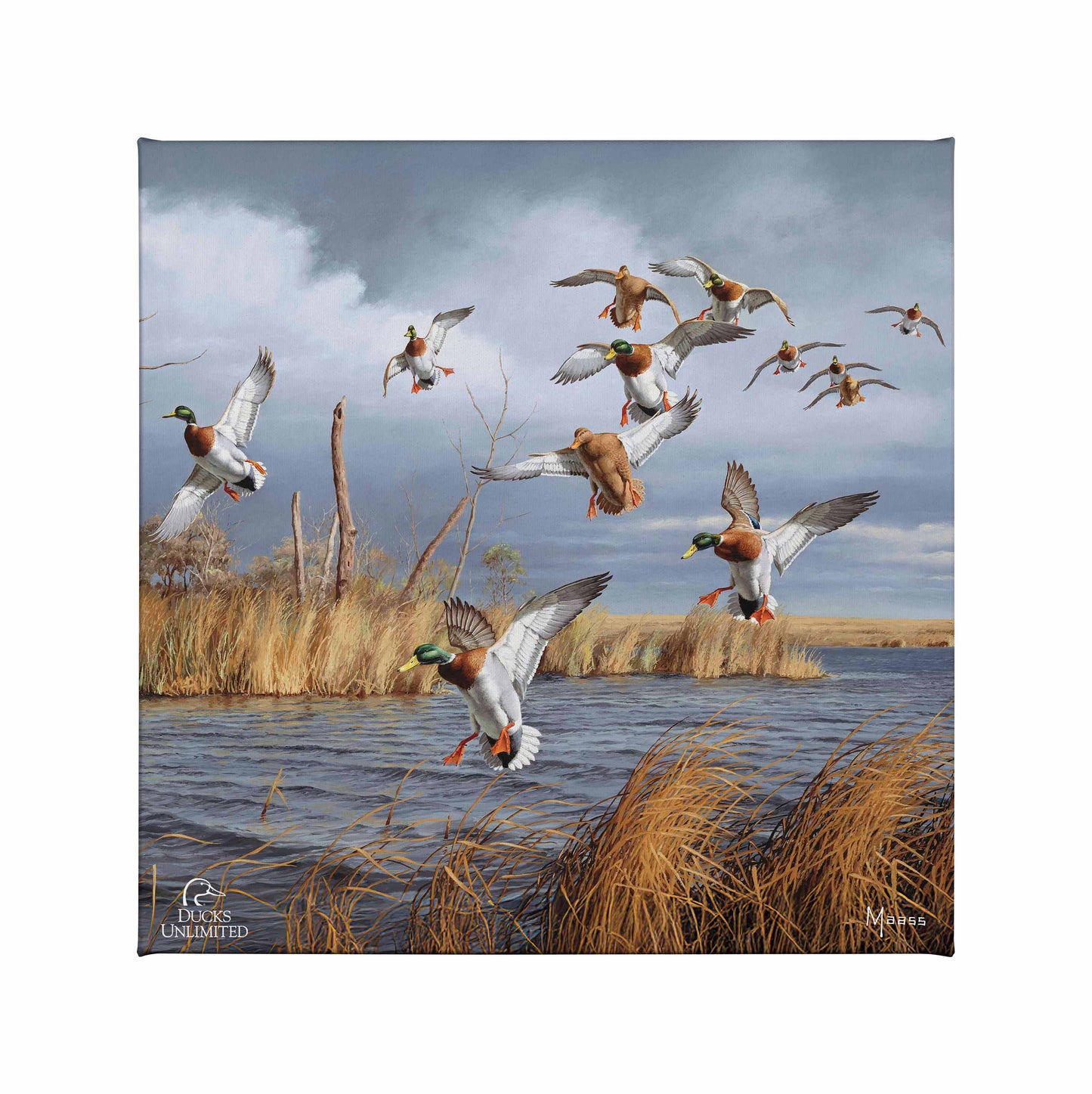 Greenhead Alert - Mallards Gallery Wrapped Canvas - Official Ducks Unlimited Art