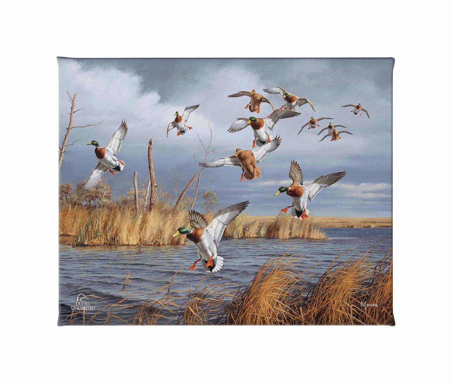 Greenhead Alert - Mallards Gallery Wrapped Canvas - Official Ducks Unlimited Art