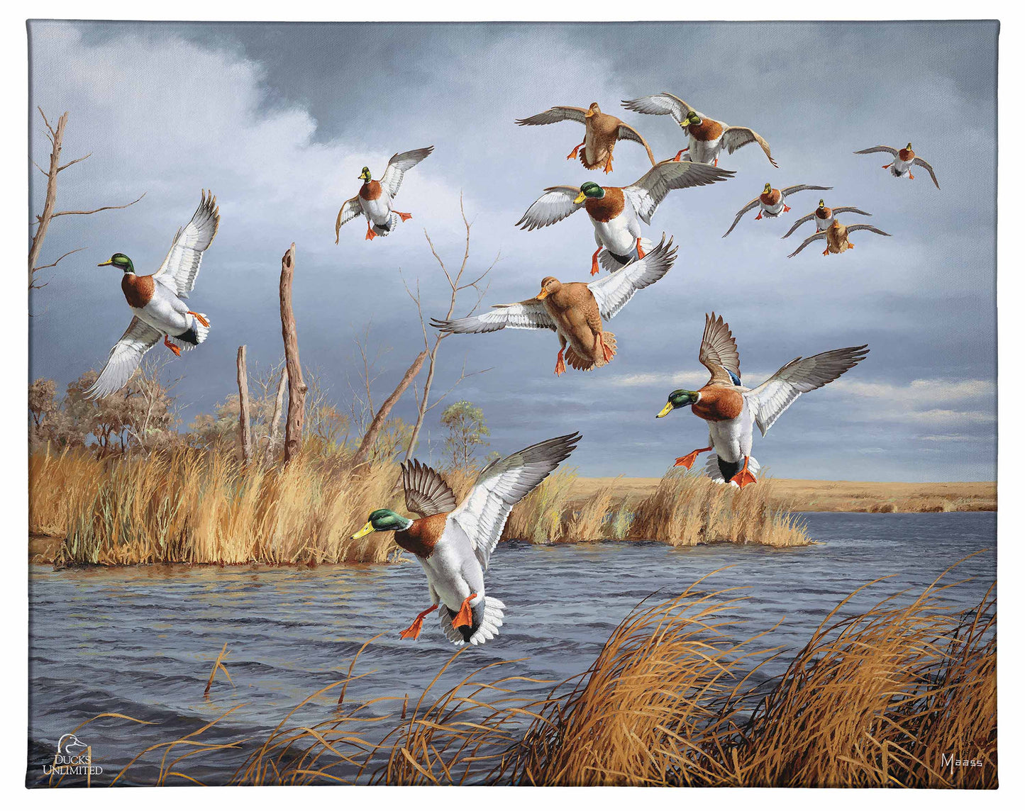 Greenhead Alert - Mallards Gallery Wrapped Canvas - Official Ducks Unlimited Art