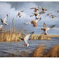Greenhead Alert - Mallards Gallery Wrapped Canvas - Official Ducks Unlimited Art