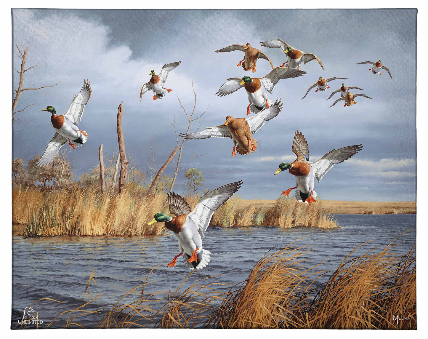 Greenhead Alert - Mallards Gallery Wrapped Canvas - Official Ducks Unlimited Art