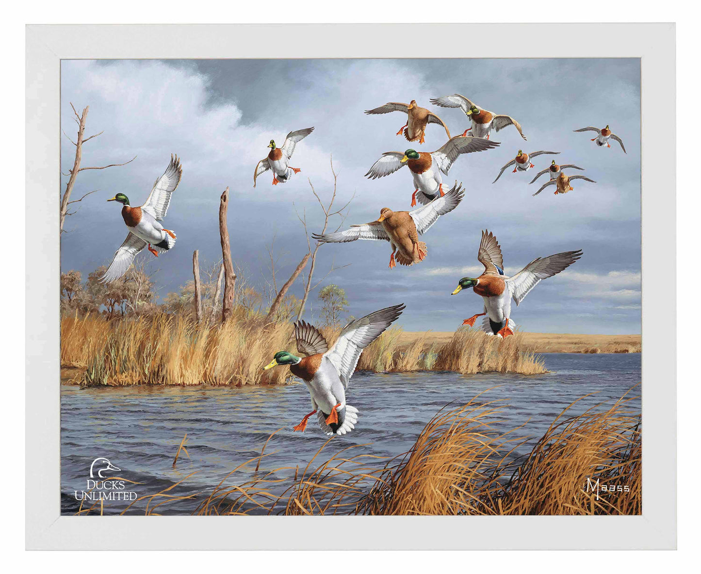Greenhead Alert Mallards Art Prints - Official Ducks Unlimited Art