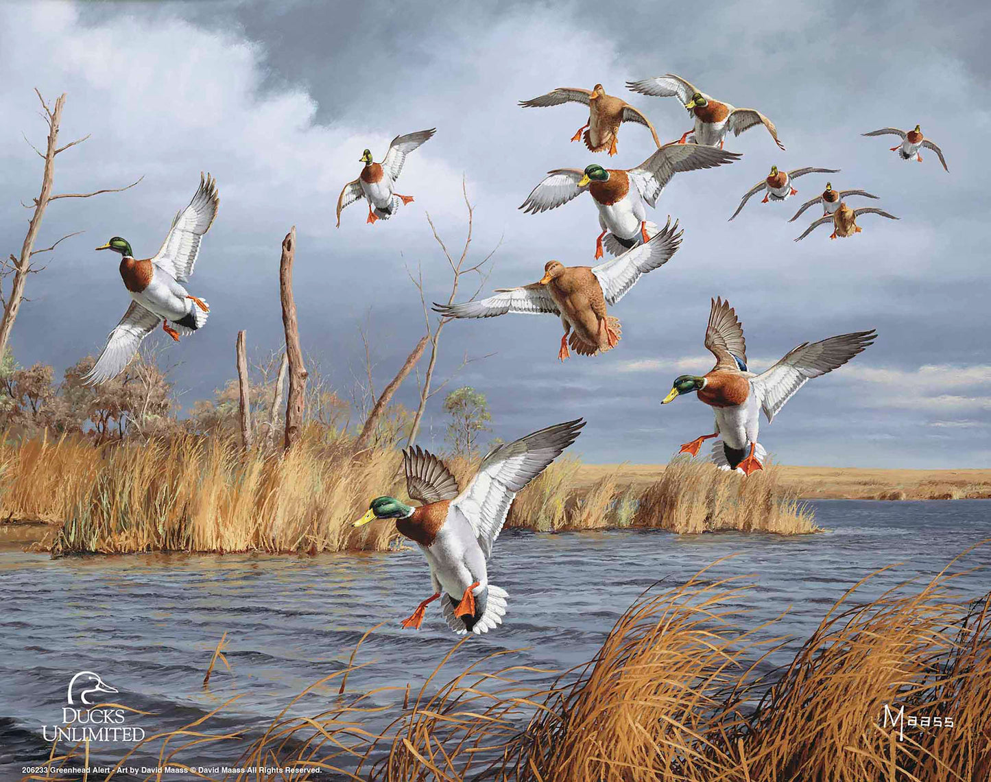 Greenhead Alert Mallards Art Prints - Official Ducks Unlimited Art