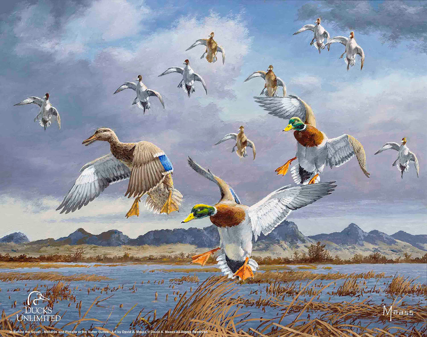 In Before the Squall - Mallards and Pintails at the Sutter Buttes Art Prints - Official Ducks Unlimited Art