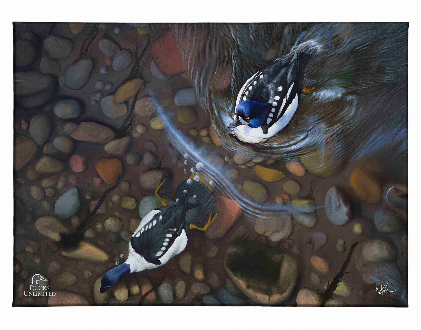 Lamar River Divers Gallery Wrapped Canvas - Official Ducks Unlimited Art
