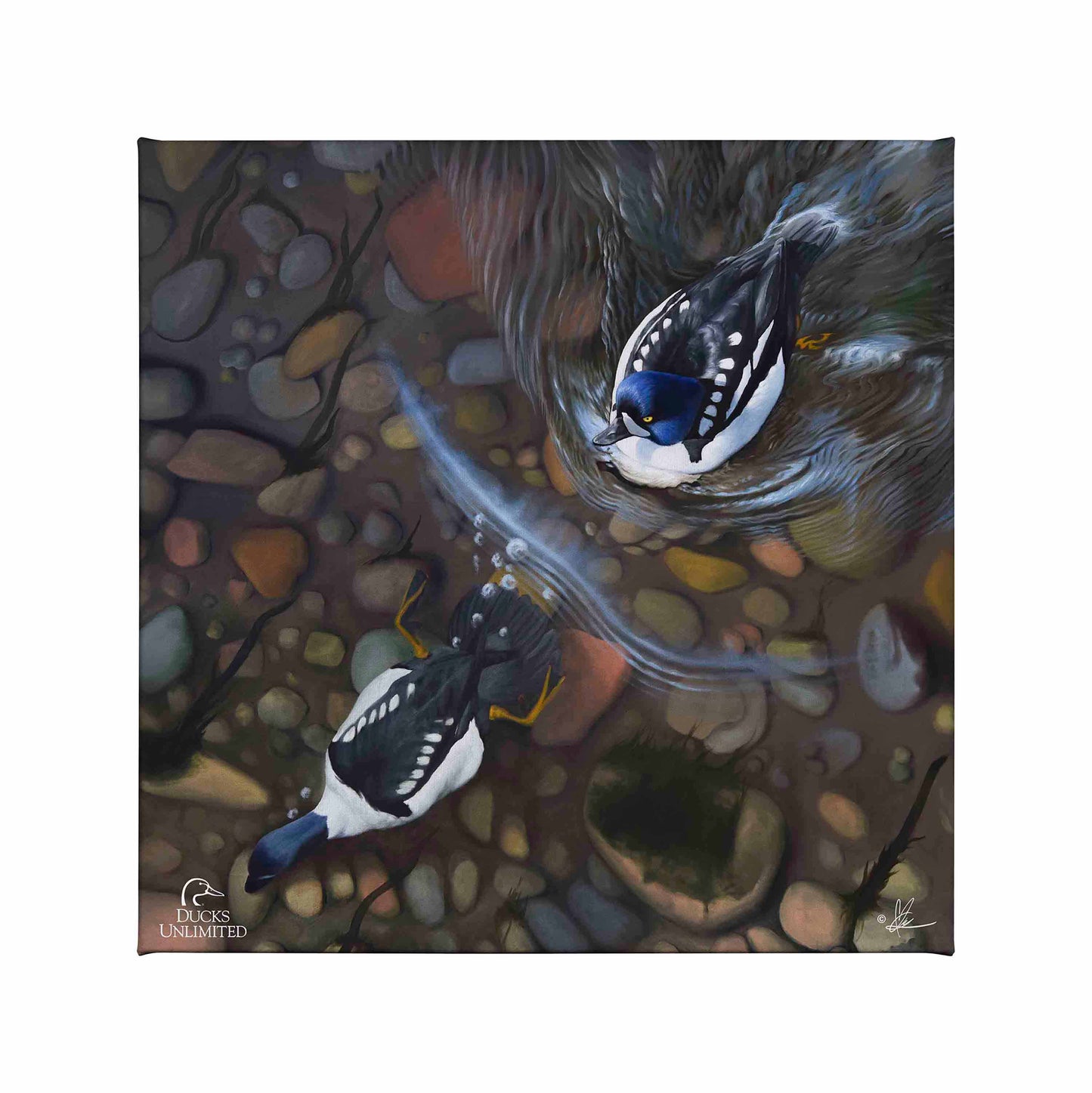 Lamar River Divers Gallery Wrapped Canvas - Official Ducks Unlimited Art