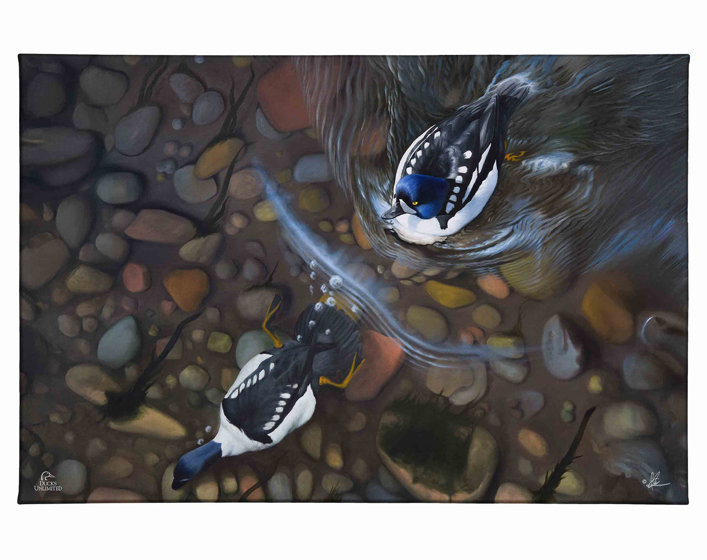 Lamar River Divers Gallery Wrapped Canvas - Official Ducks Unlimited Art