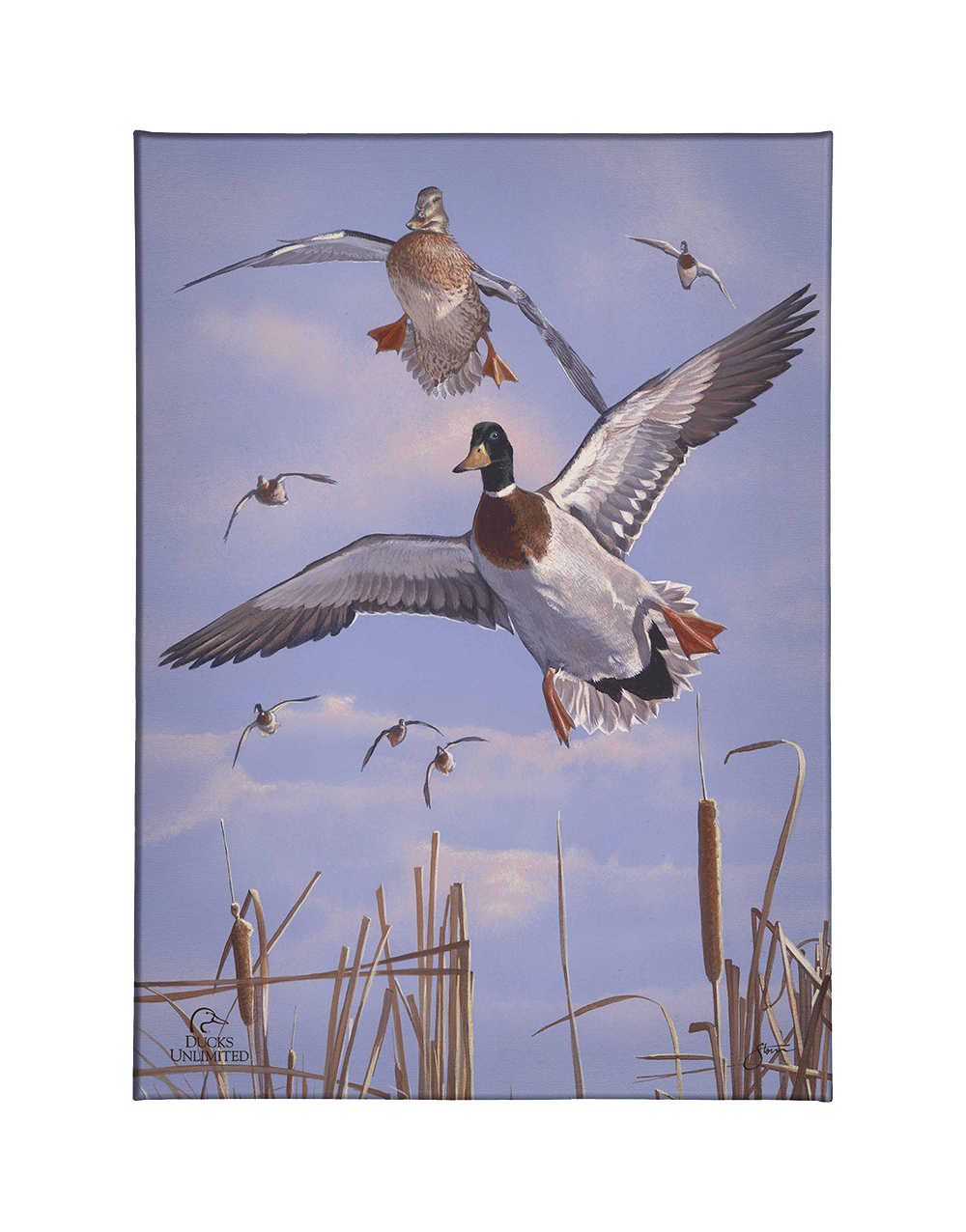 Mallards 'n' Cattails Gallery Wrapped Canvas - Official Ducks Unlimited Art