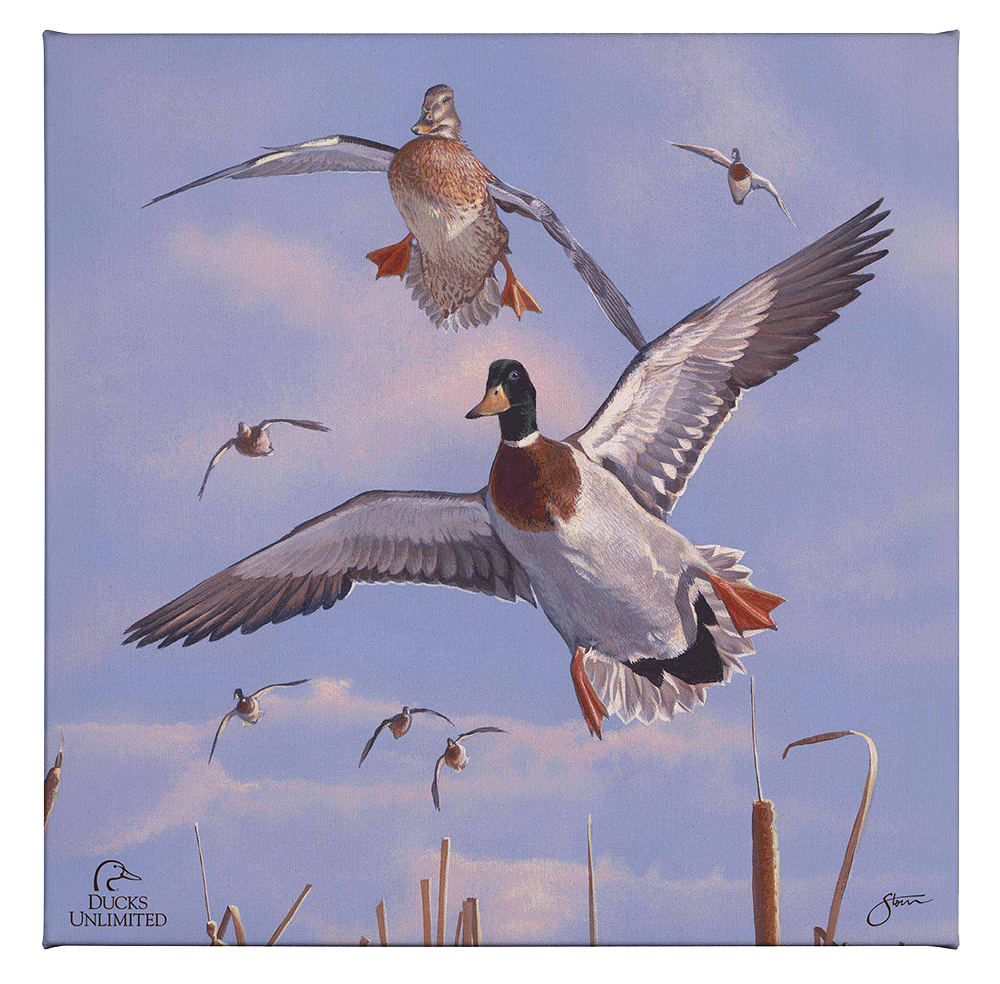 Mallards 'n' Cattails Gallery Wrapped Canvas - Official Ducks Unlimited Art