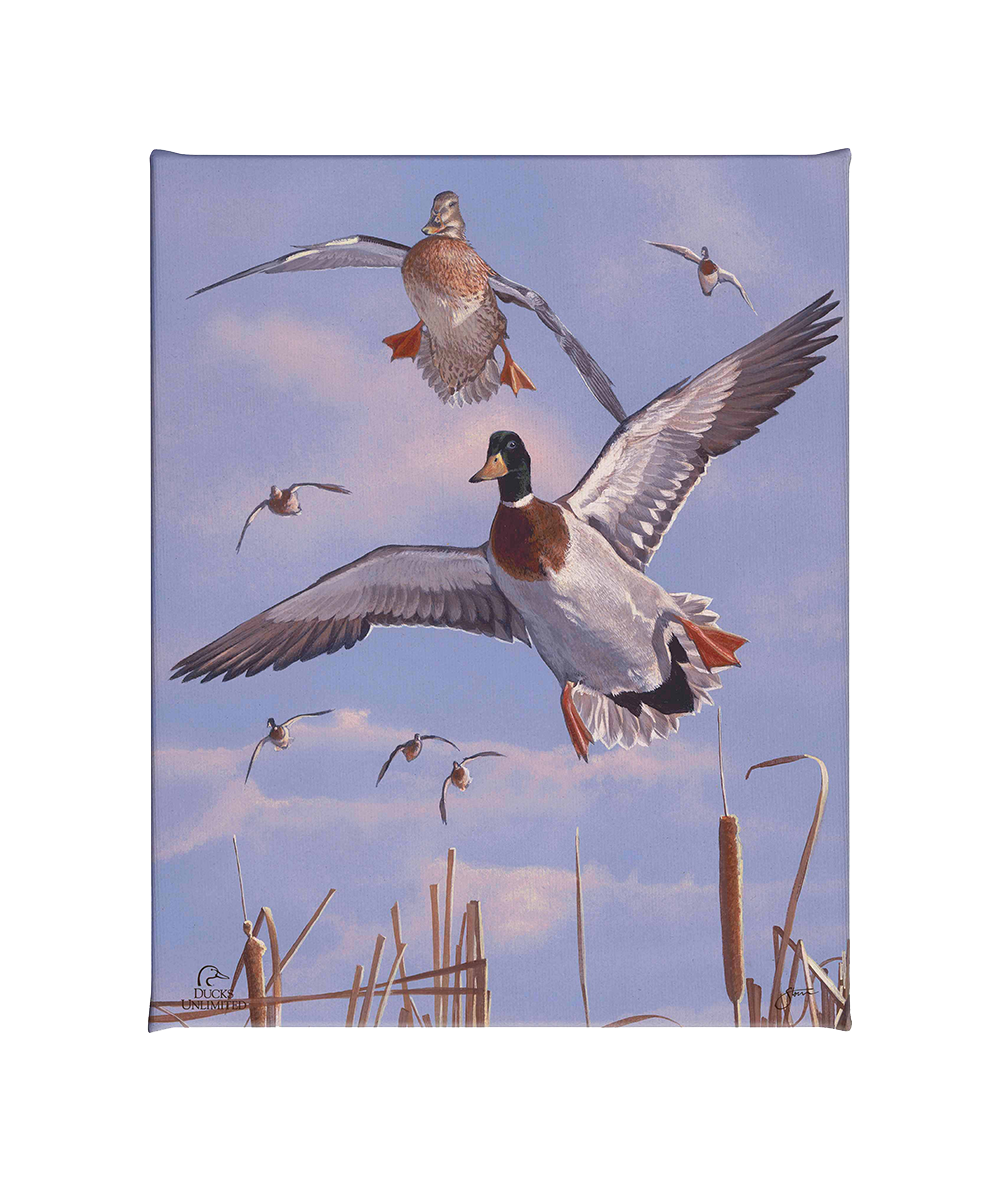 Mallards 'n' Cattails Gallery Wrapped Canvas - Official Ducks Unlimited Art