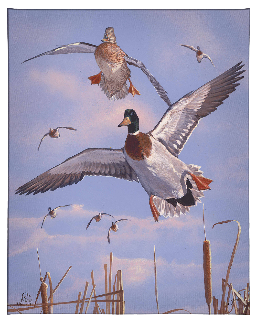 Mallards 'n' Cattails Gallery Wrapped Canvas - Official Ducks Unlimited Art