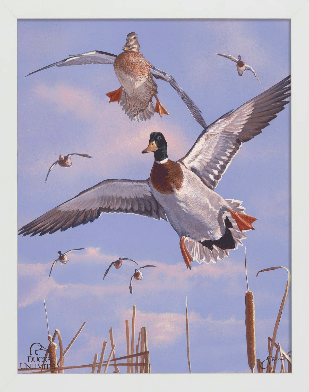 Mallards 'n' Cattails Art Prints - Official Ducks Unlimited Art