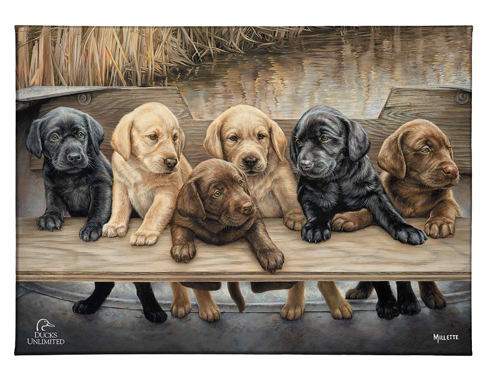 More Hands on Deck Gallery Wrapped Canvas - Official Ducks Unlimited Art