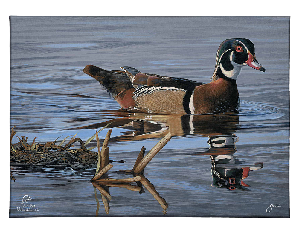 Morning Stroll Gallery Wrapped Canvas - Official Ducks Unlimited Art