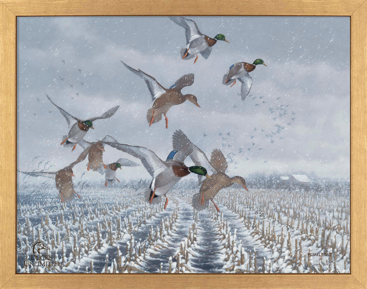 Northern  Flight - Mallards Art Prints - Official Ducks Unlimited Art