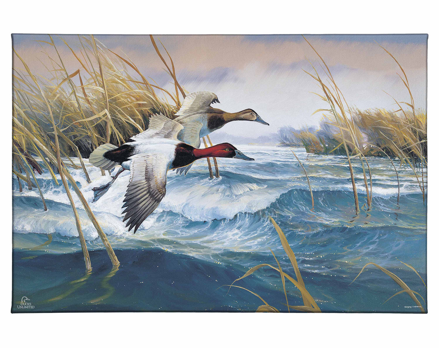 On the Deck Canvasbacks Gallery Wrapped Canvas - Official Ducks Unlimited Art