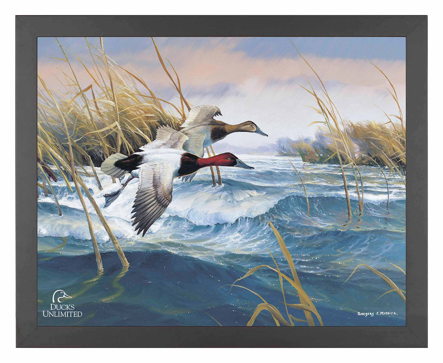 On the Deck  Canvasbacks  Art Prints - Official Ducks Unlimited Art