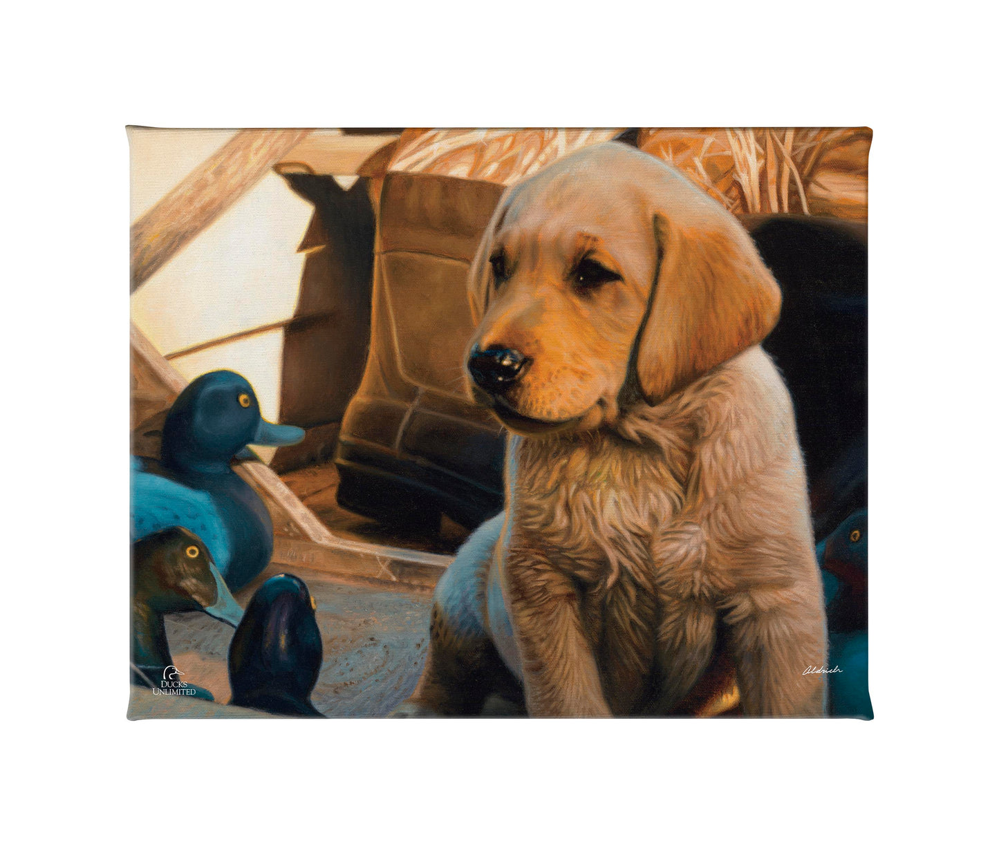 Out Numbered & Surrounded Gallery Wrapped Canvas - Official Ducks Unlimited Art
