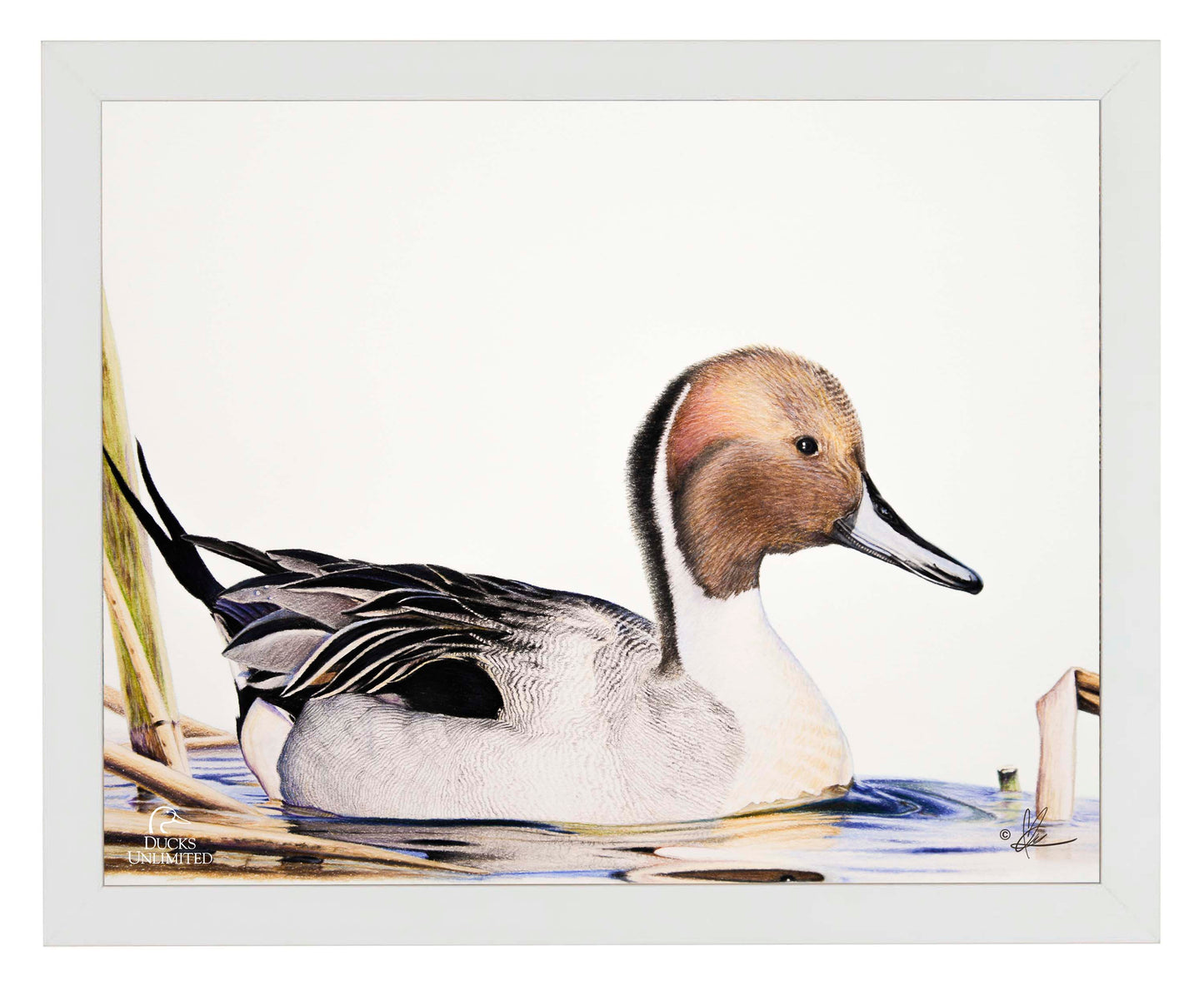 Pintail  Art Prints - Official Ducks Unlimited Art