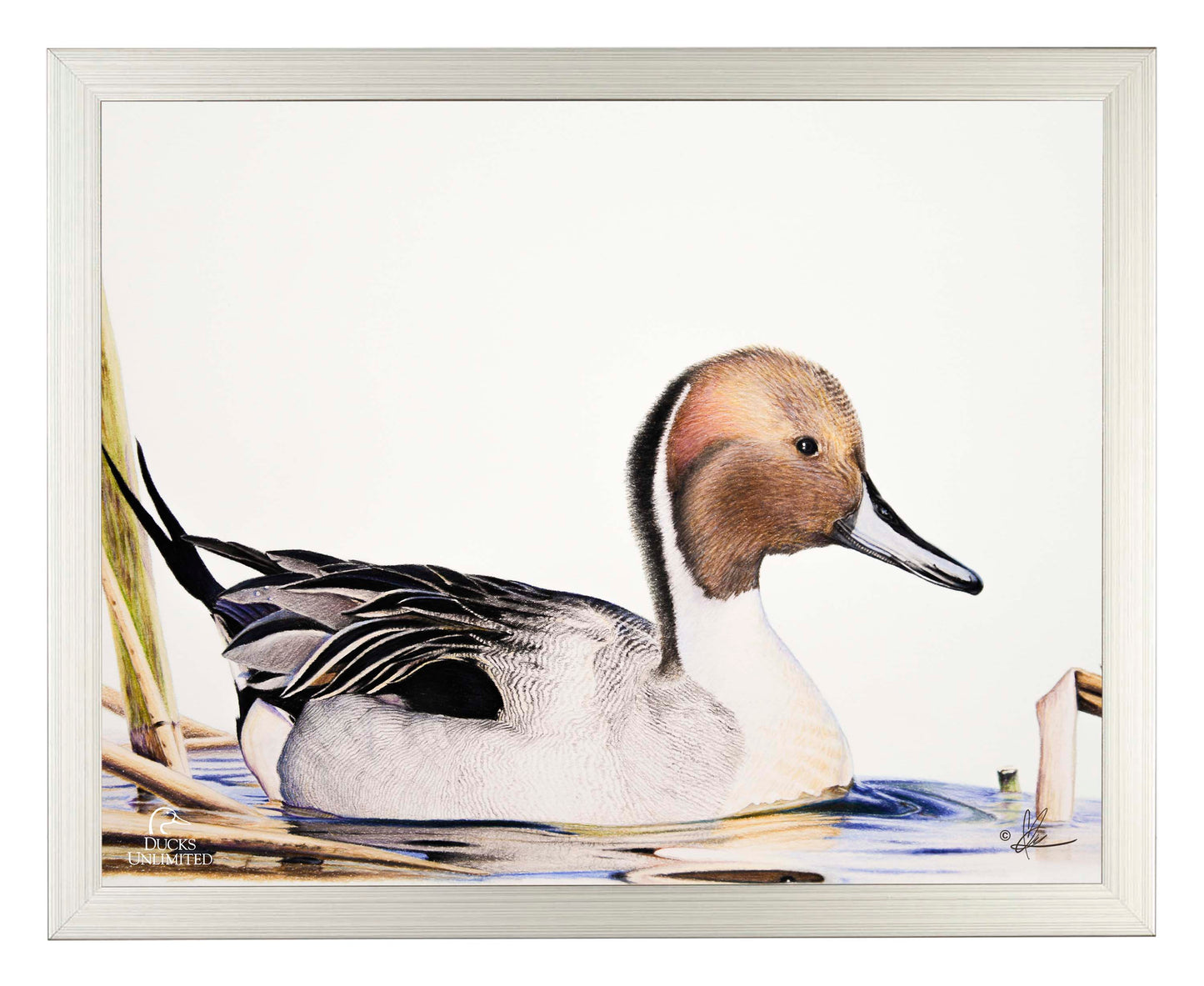 Pintail  Art Prints - Official Ducks Unlimited Art