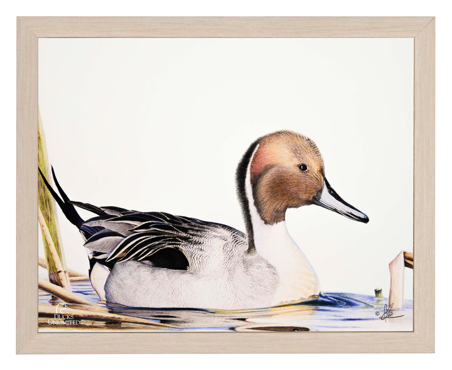 Pintail  Art Prints - Official Ducks Unlimited Art