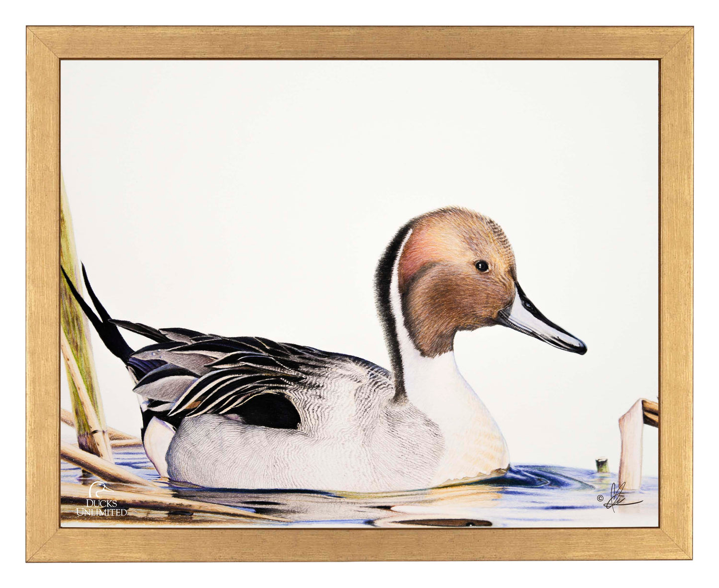 Pintail  Art Prints - Official Ducks Unlimited Art