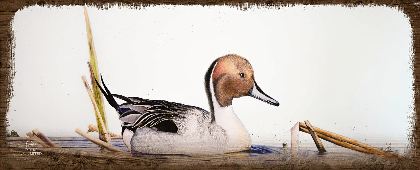 Pintail  12" x 30" Wood Sign - Official Ducks Unlimited Art