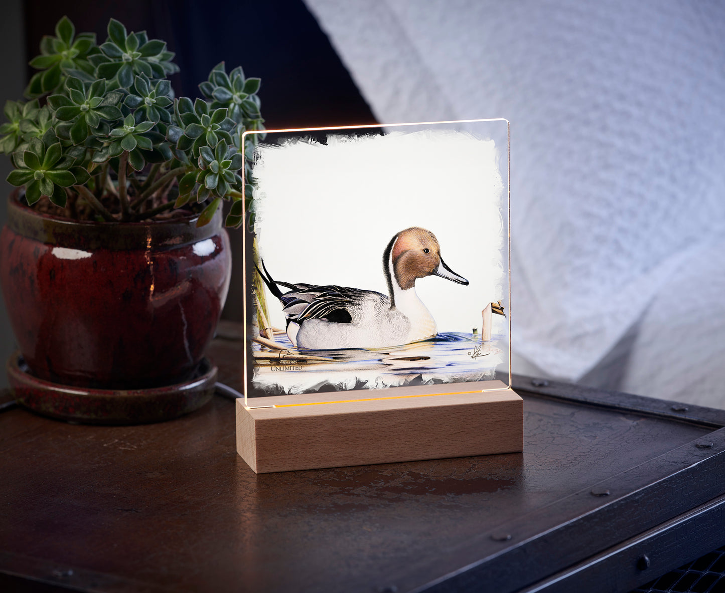 Pintail  Acrylic Night Light - Official Ducks Unlimited Art