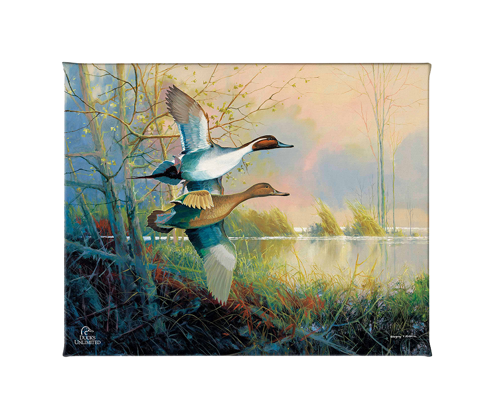 Pintails Gallery Wrapped Canvas - Official Ducks Unlimited Art