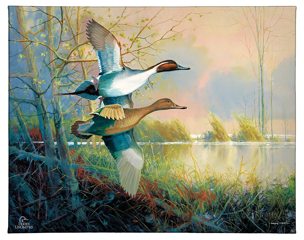 Pintails Gallery Wrapped Canvas - Official Ducks Unlimited Art