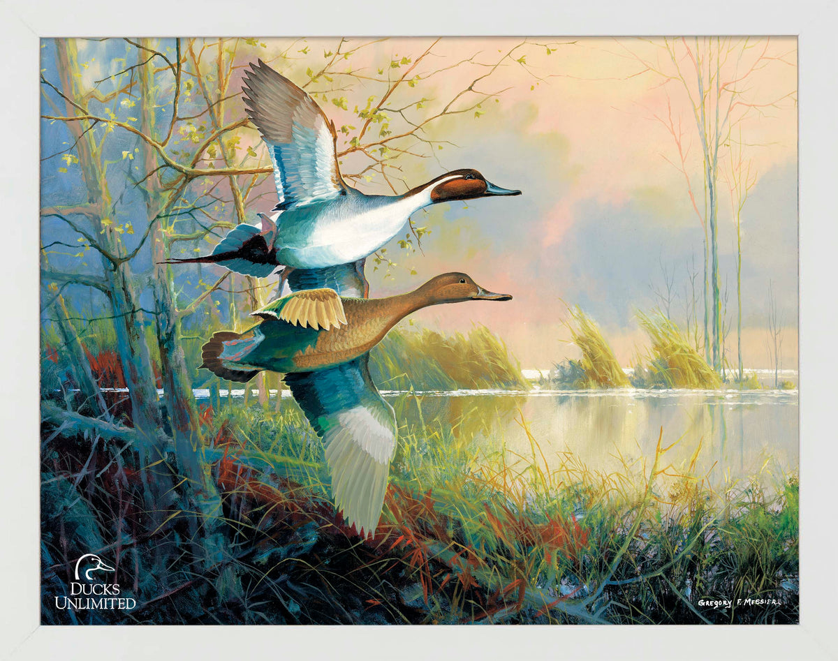 Pintails Art Prints - Official Ducks Unlimited Art