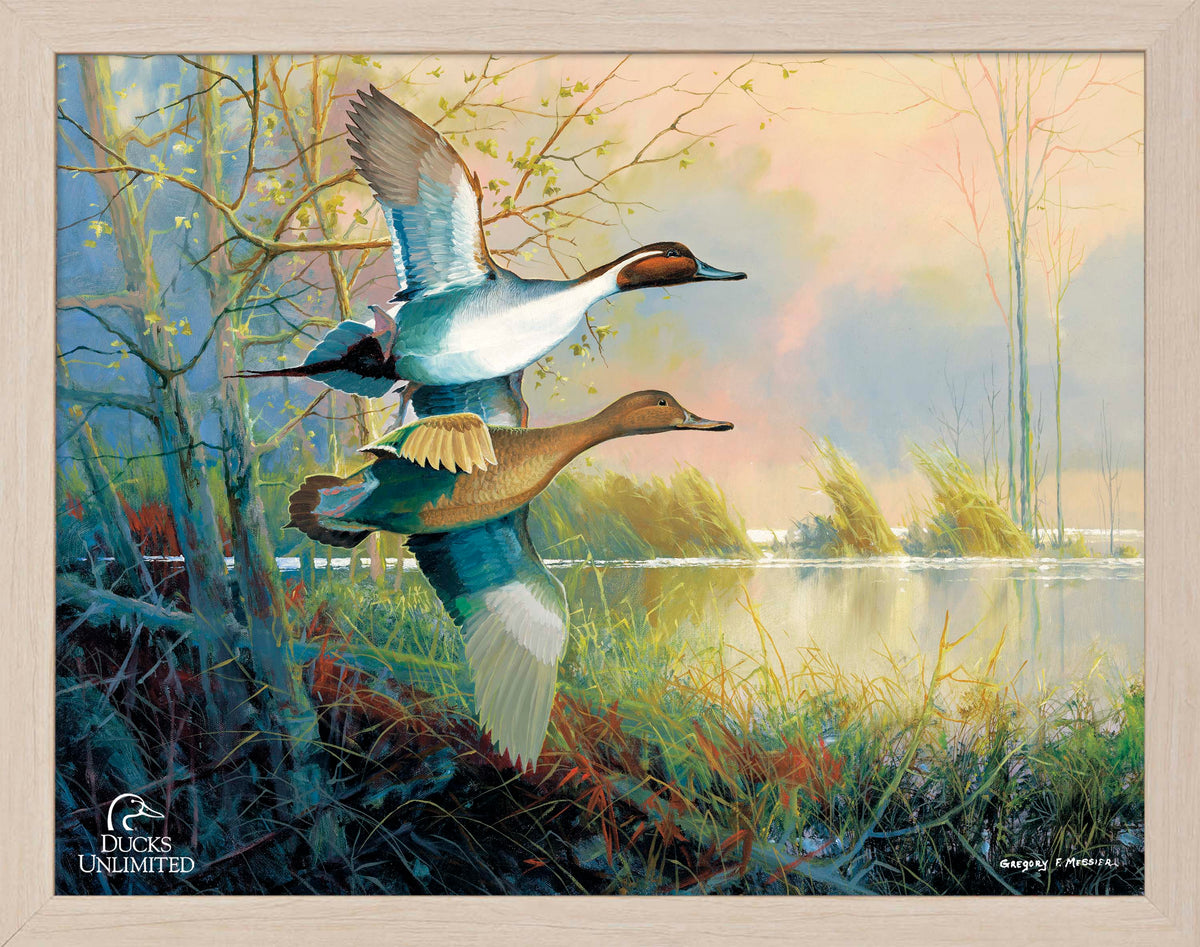 Pintails Art Prints - Official Ducks Unlimited Art