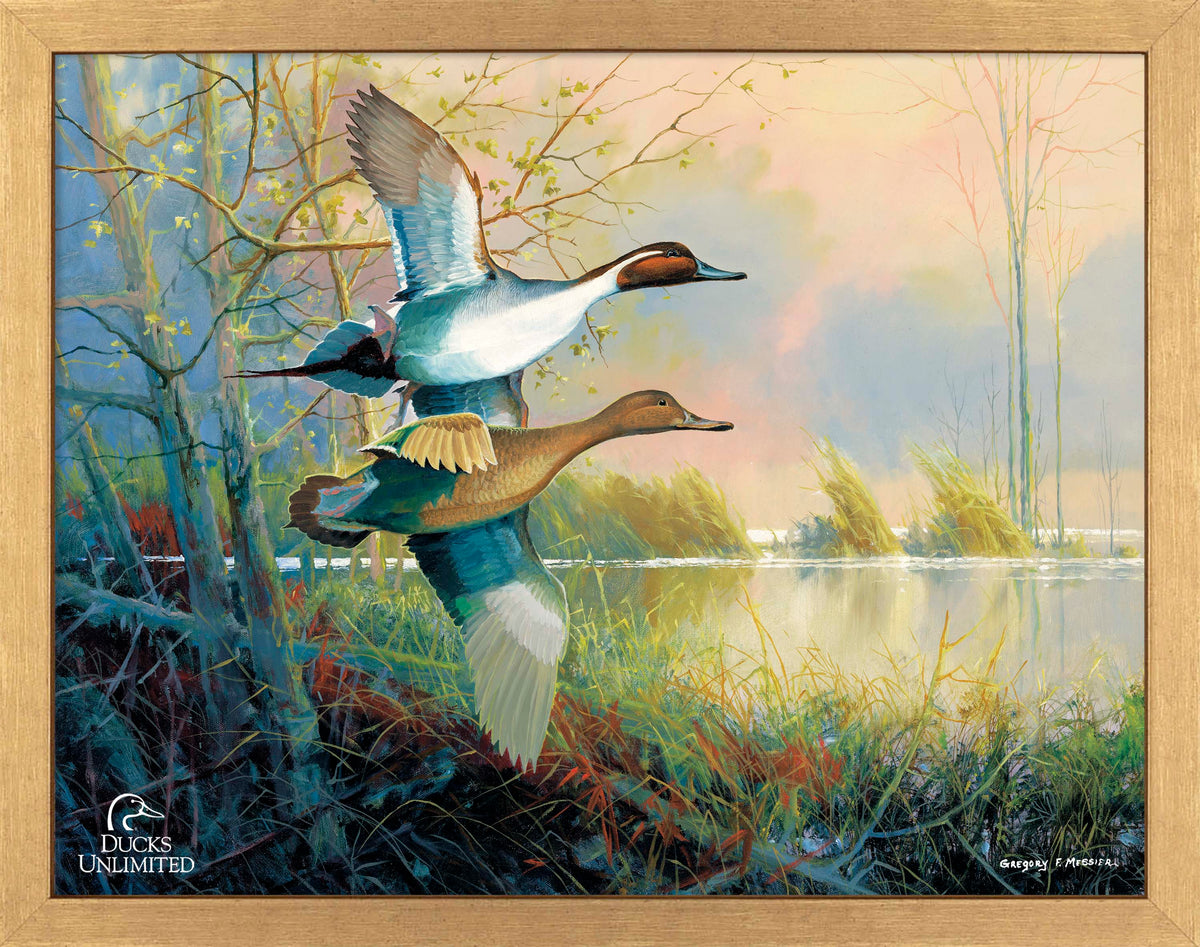 Pintails Art Prints - Official Ducks Unlimited Art