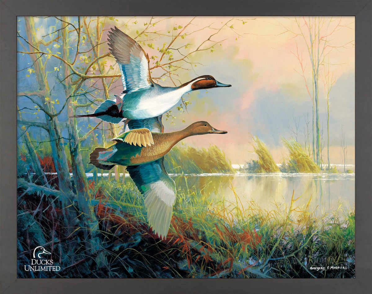 Pintails Art Prints - Official Ducks Unlimited Art