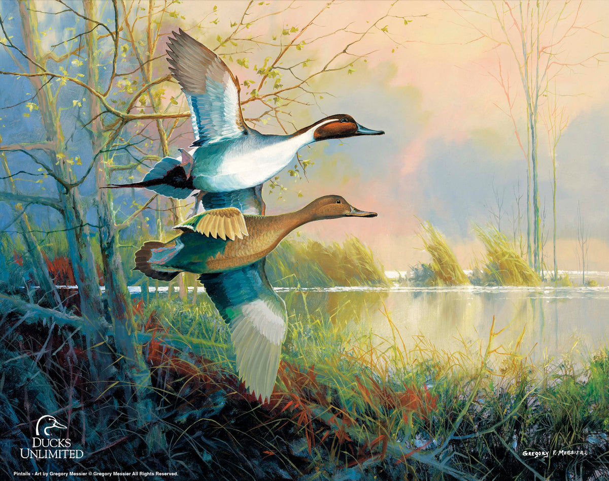 Pintails Art Prints - Official Ducks Unlimited Art
