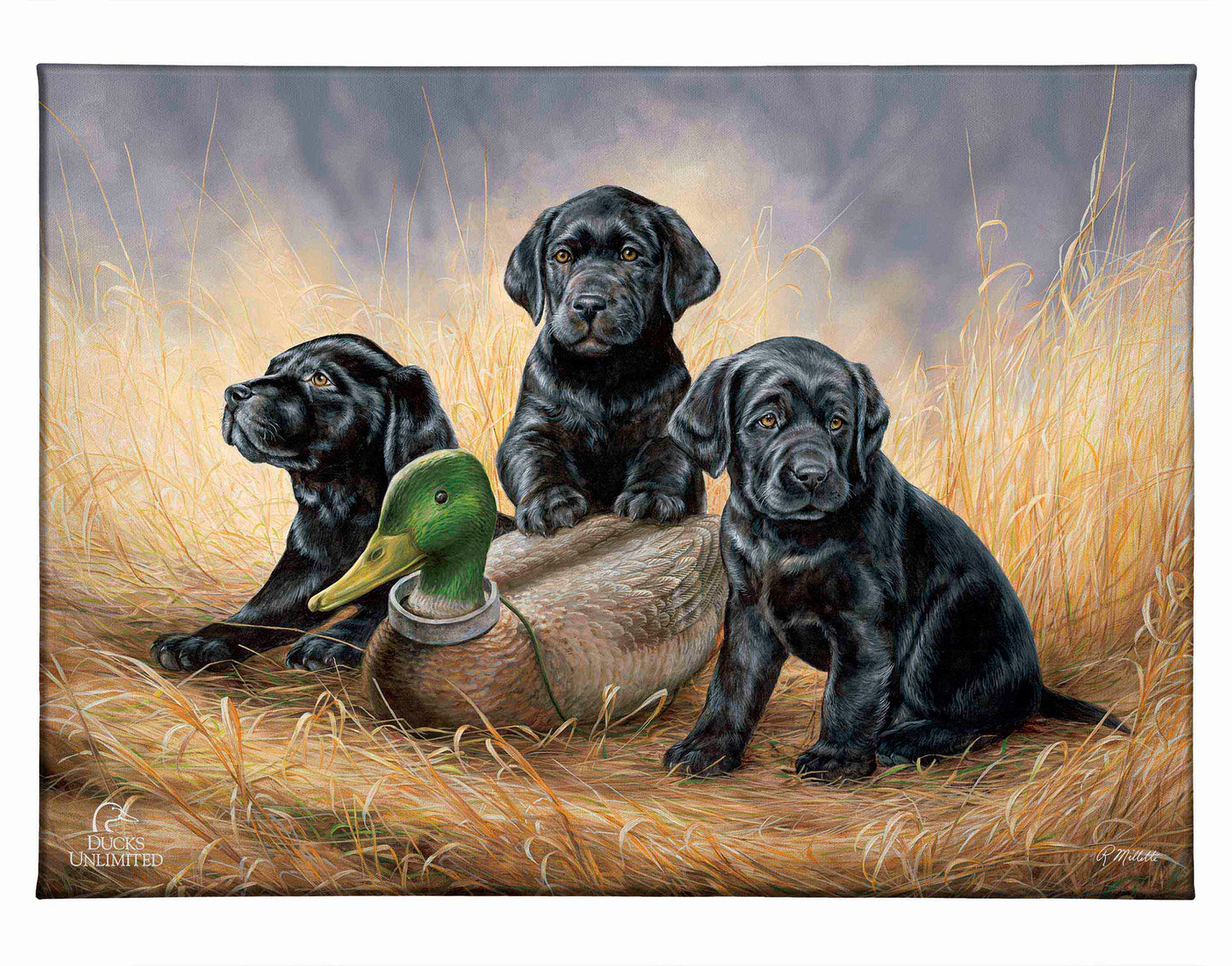 Ready for Class - Black Lab Puppies Gallery Wrapped Canvas - Official Ducks Unlimited Art