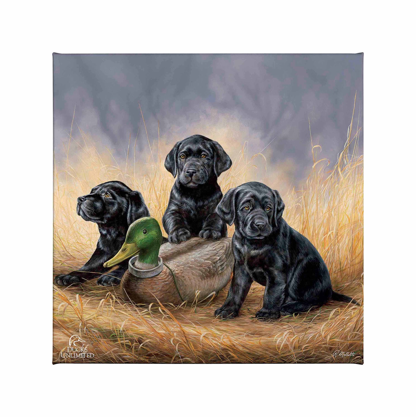 Ready for Class - Black Lab Puppies Gallery Wrapped Canvas - Official Ducks Unlimited Art