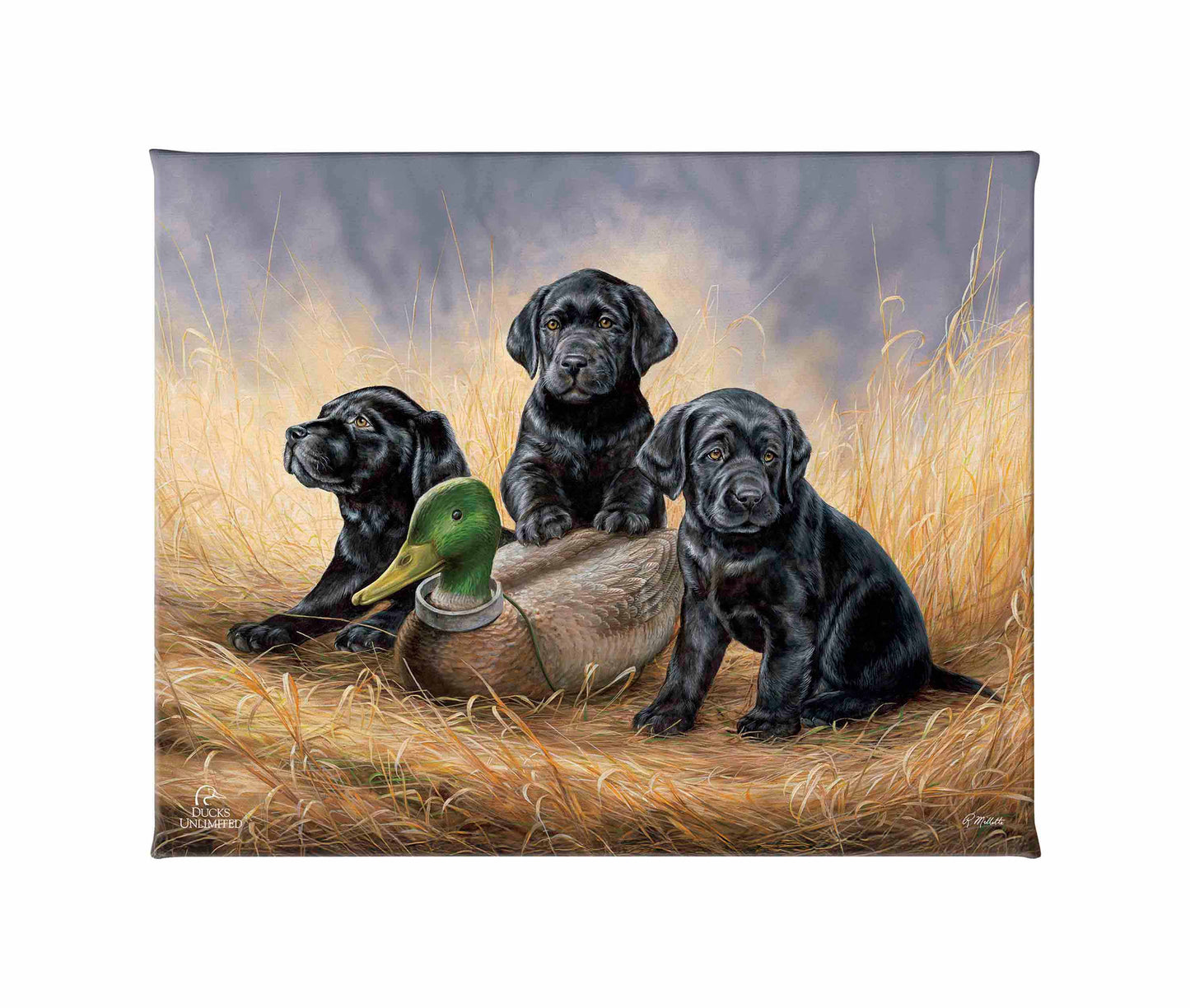 Ready for Class - Black Lab Puppies Gallery Wrapped Canvas - Official Ducks Unlimited Art