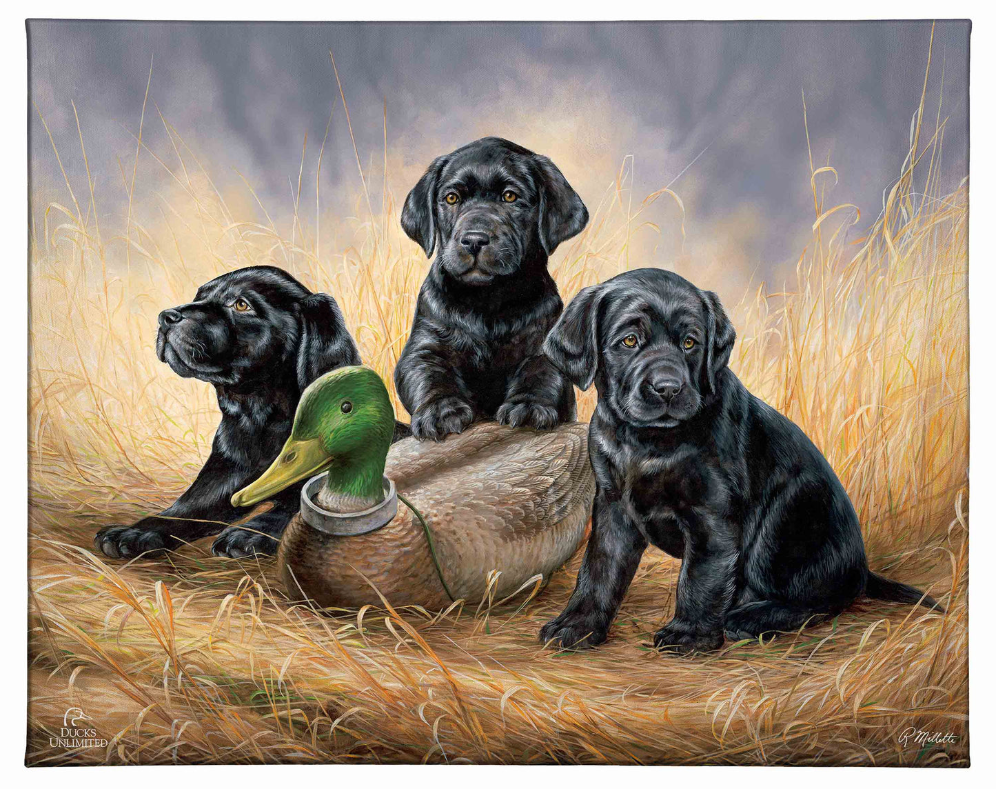 Ready for Class - Black Lab Puppies Gallery Wrapped Canvas - Official Ducks Unlimited Art