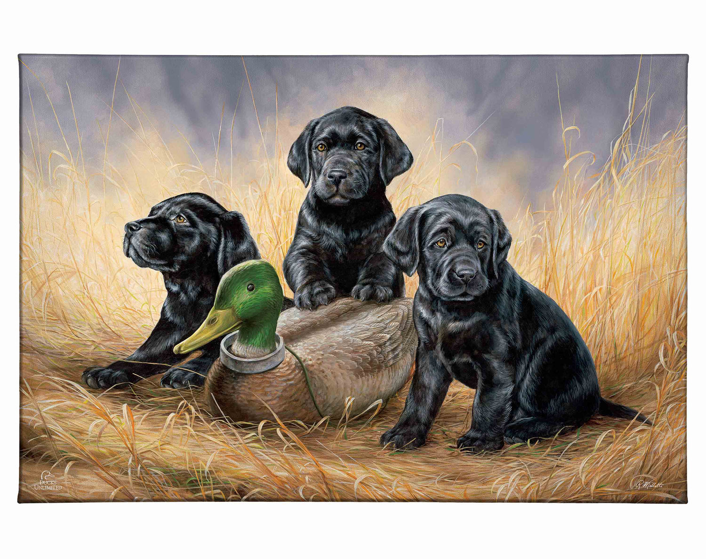 Ready for Class - Black Lab Puppies Gallery Wrapped Canvas - Official Ducks Unlimited Art