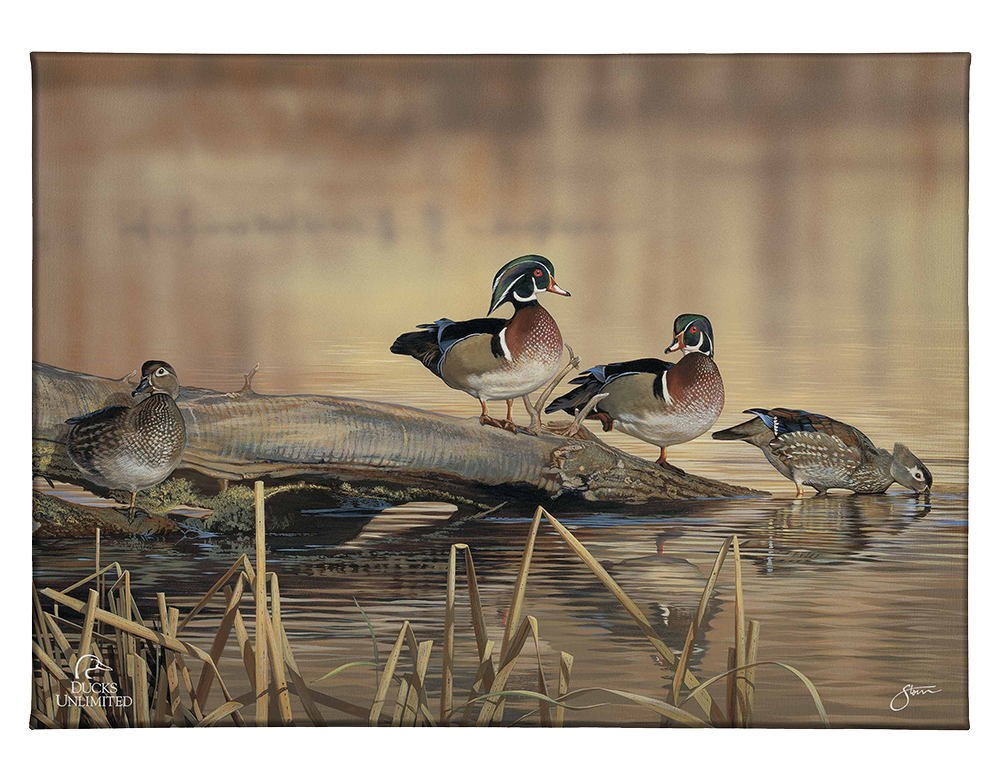 Resting Place - Wood Ducks Gallery Wrapped Canvas - Official Ducks Unlimited Art