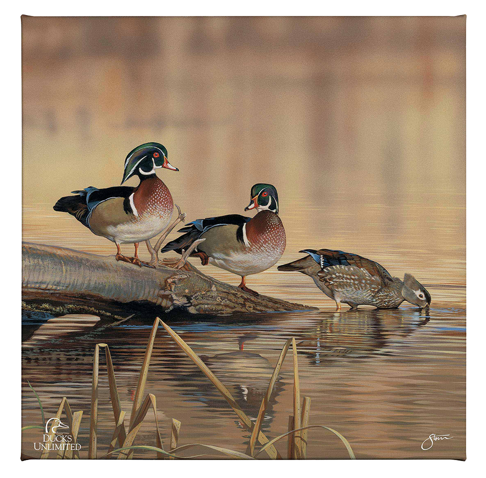 Resting Place - Wood Ducks Gallery Wrapped Canvas - Official Ducks Unlimited Art