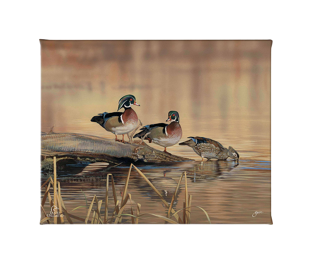 Resting Place - Wood Ducks Gallery Wrapped Canvas - Official Ducks Unlimited Art