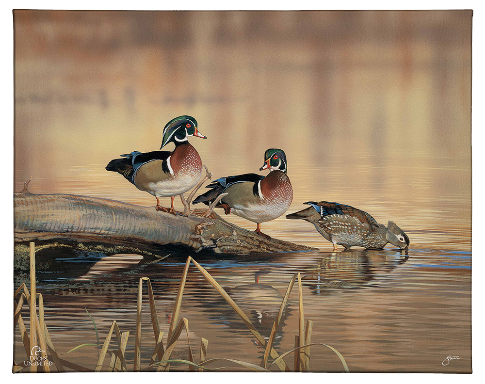 Resting Place - Wood Ducks Gallery Wrapped Canvas - Official Ducks Unlimited Art