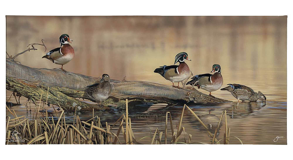 Resting Place - Wood Ducks Gallery Wrapped Canvas - Official Ducks Unlimited Art