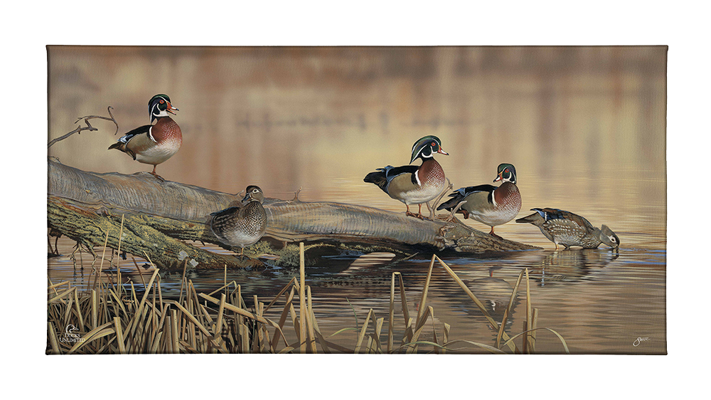 Resting Place - Wood Ducks Gallery Wrapped Canvas - Official Ducks Unlimited Art