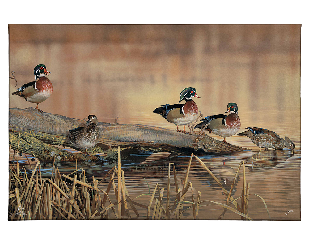 Resting Place - Wood Ducks Gallery Wrapped Canvas - Official Ducks Unlimited Art
