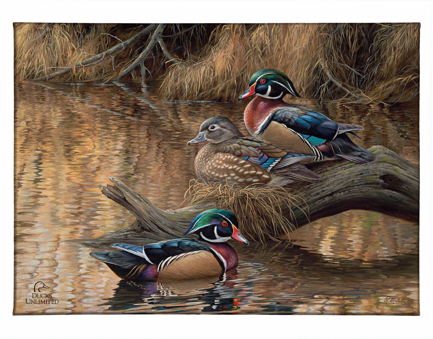 Sitting Pretty Wood Ducks Gallery Wrapped Canvas - Official Ducks Unlimited Art